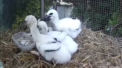 A caretaker feeds young storks 🥣😋