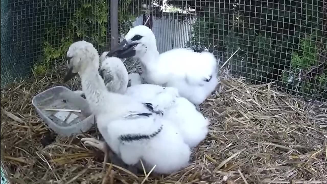 A caretaker feeds young storks 🥣😋