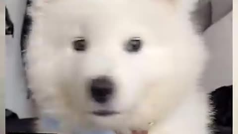 puppy