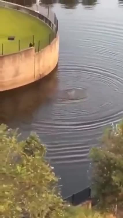 FLORIDA STABBING AT PARK INJURES 2 🔪 SUSPECT DEAD AFTER JUMPING IN POOL