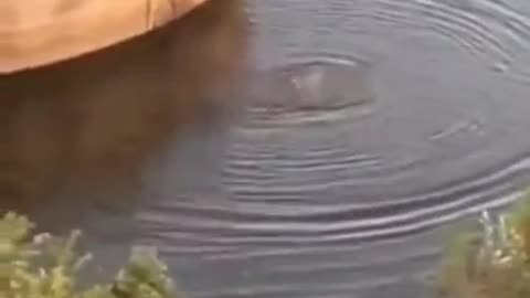 FLORIDA STABBING AT PARK INJURES 2 🔪 SUSPECT DEAD AFTER JUMPING IN POOL