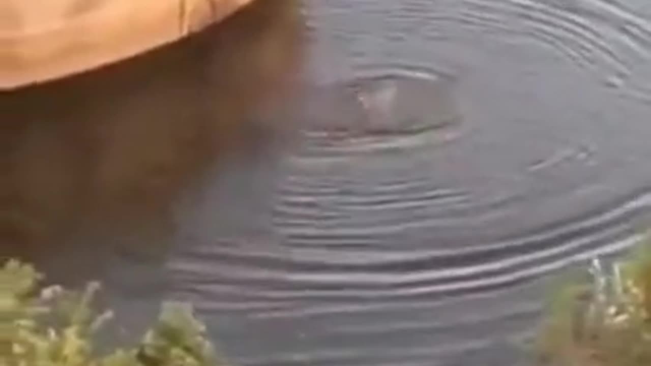 FLORIDA STABBING AT PARK INJURES 2 🔪 SUSPECT DEAD AFTER JUMPING IN POOL