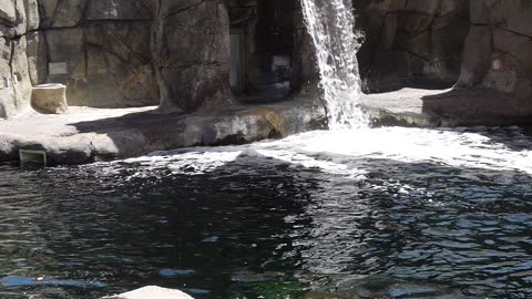 Sea Lion at El Paso Zoo in Texas