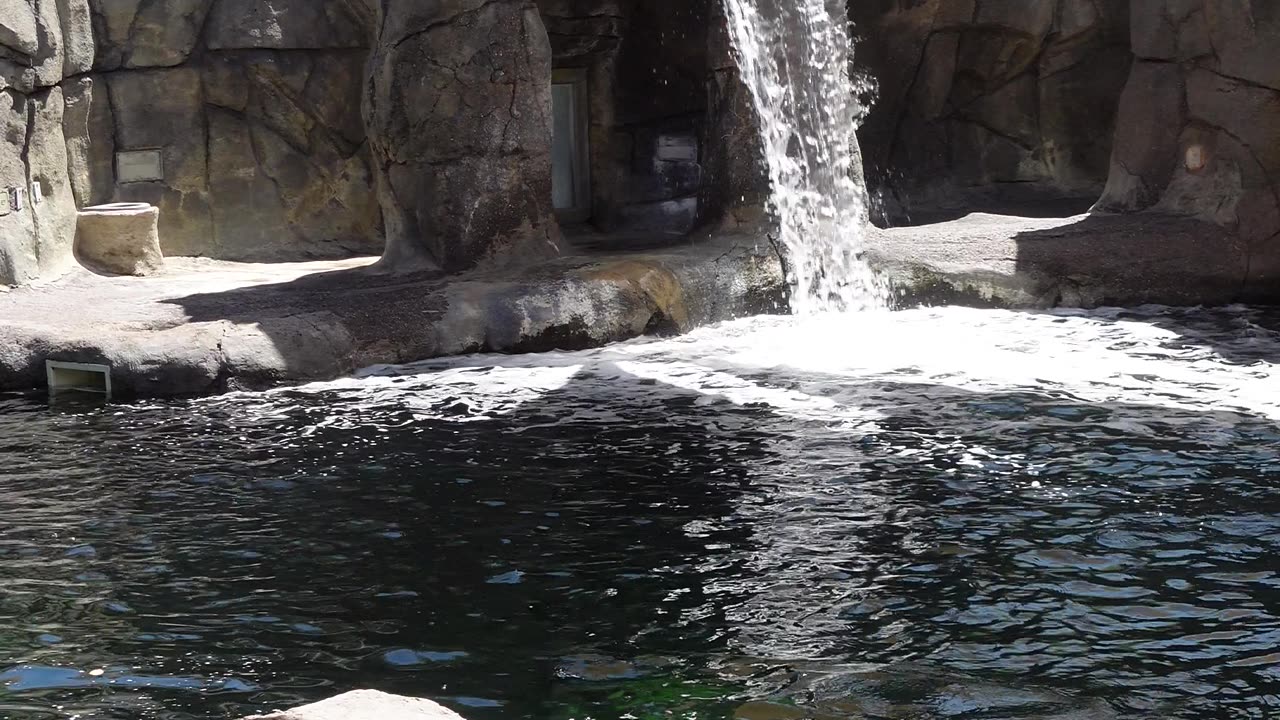 Sea Lion at El Paso Zoo in Texas
