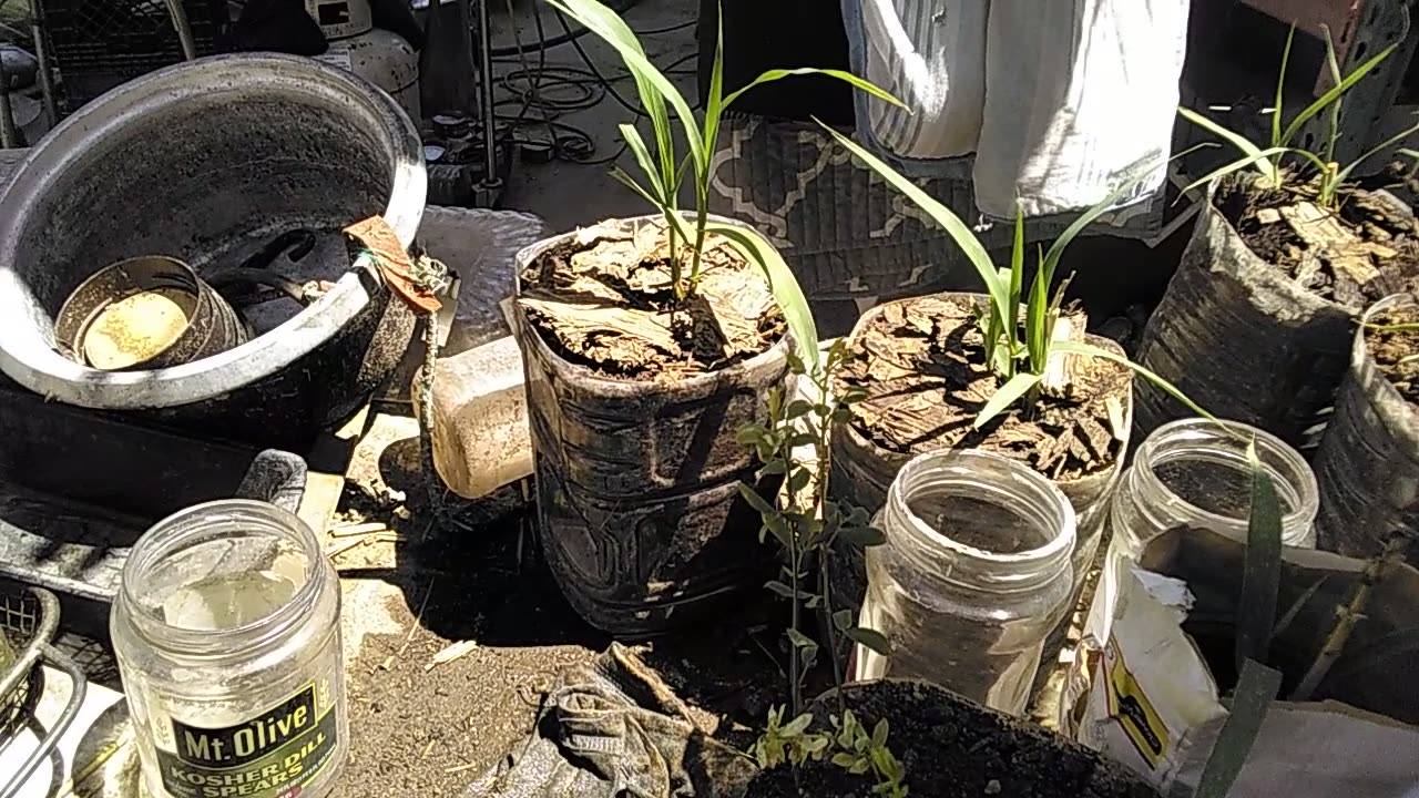 Coffee & Bees Part 2