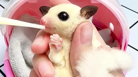 A girl raised an orphaned sugar glider like her own baby #shorts #viral #trending
