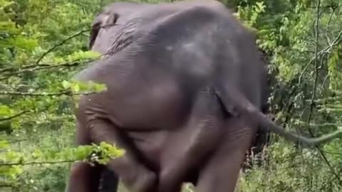 Jock itch