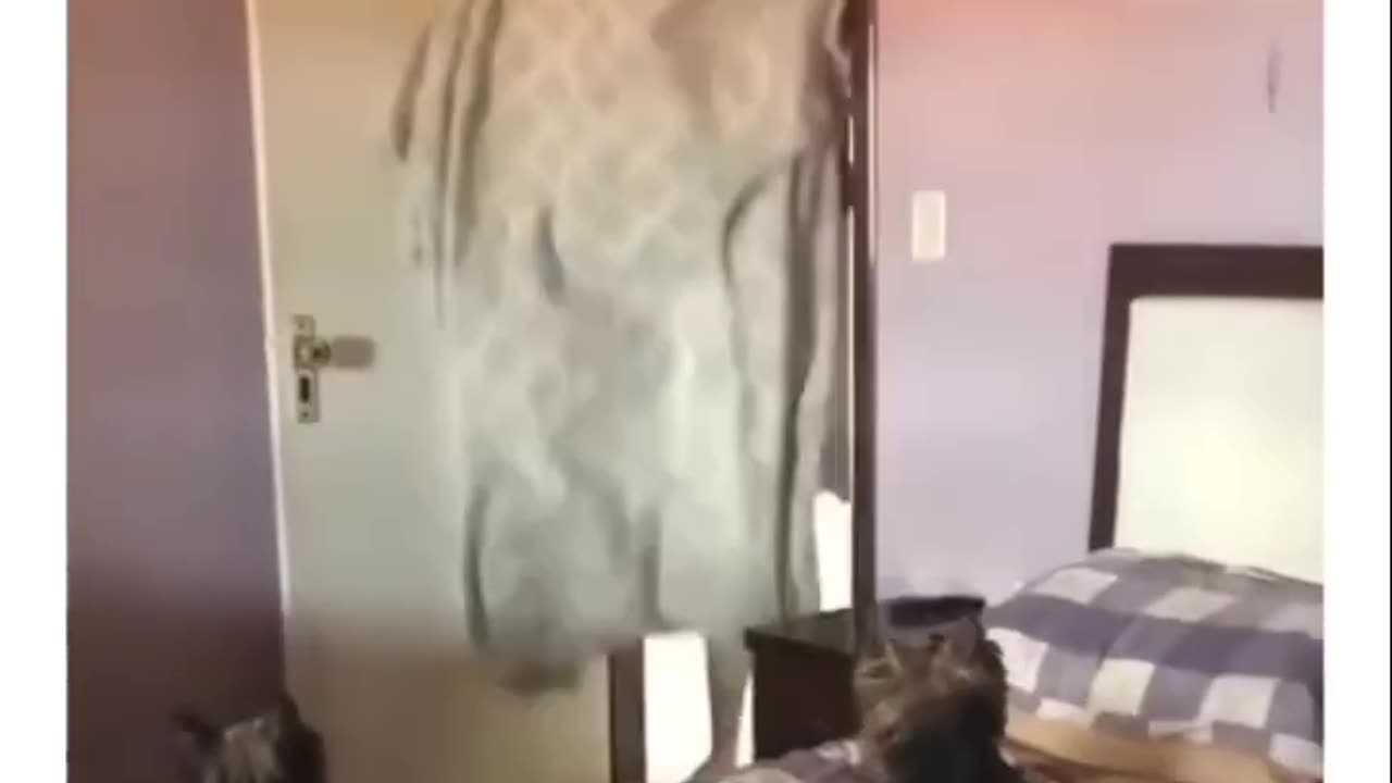Animal funny video 24