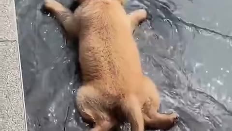 Dogs fanny