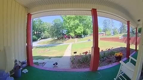Jumping Cat Caught on Doorbell Camera