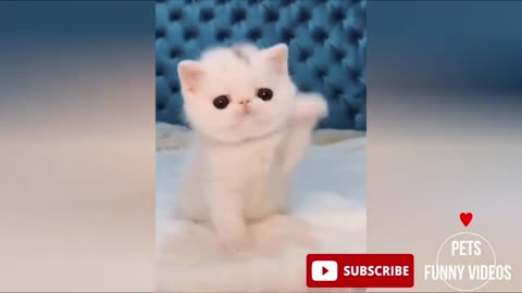 Claws & Effect 😂🐾: When Pets Go Wildly Funny! #FunnyPets