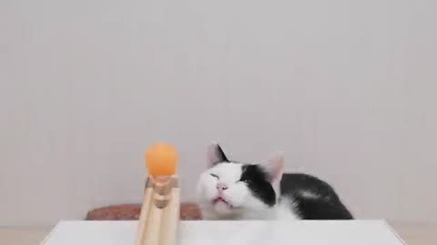 Funny cats