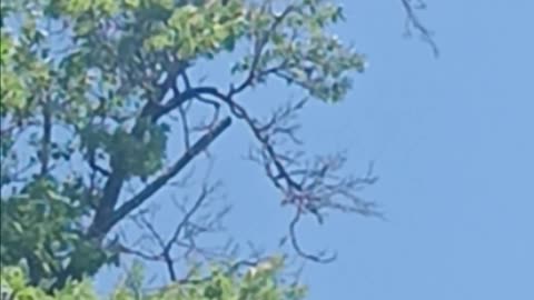 Crow flying