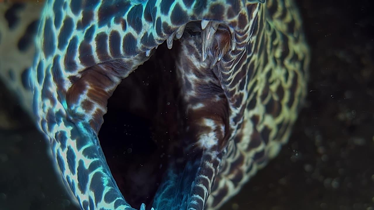 Moray Eel Coughs Out Cleaner Shrimp