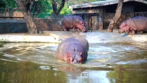 "The Mighty Hippopotamus: Africa's Semi-Aquatic Giant"