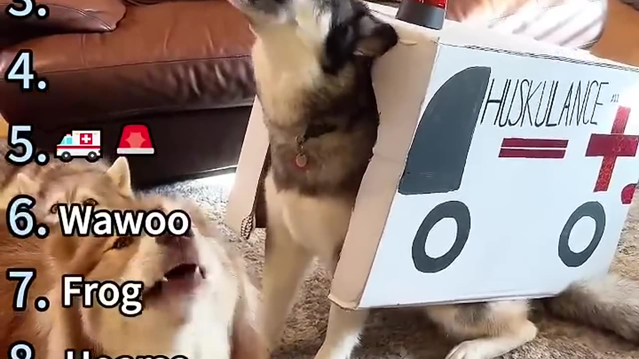 Top 10 Funniest Husky Screams