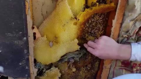 "Real History with Melissa" -- Ep. 123 - Bee here in case you're reading along - July 24, 2025