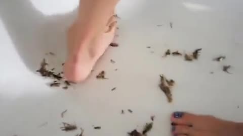 Bare Fett vs. 100s of Crickets