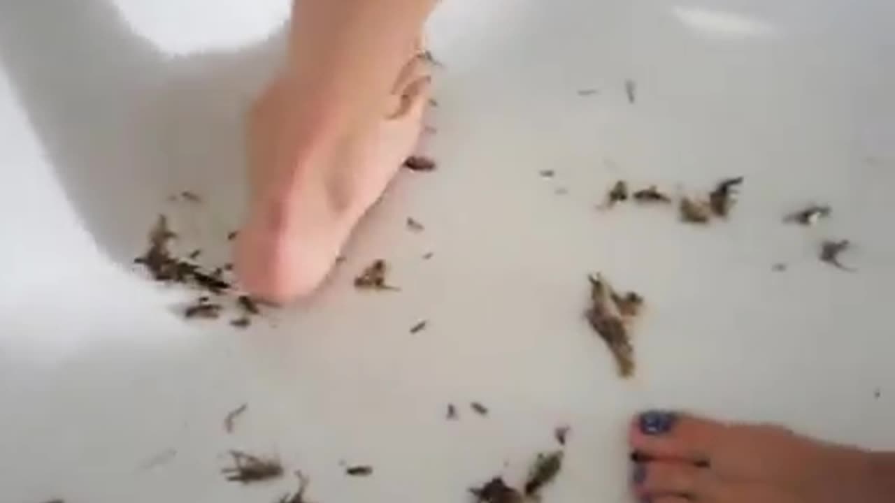Bare Fett vs. 100s of Crickets