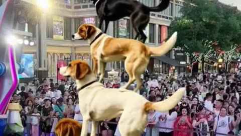 Dog Show