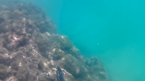 Pesca Sub em Apneia: Capturas Épicas e Técnicas para Grandes Peixes!"