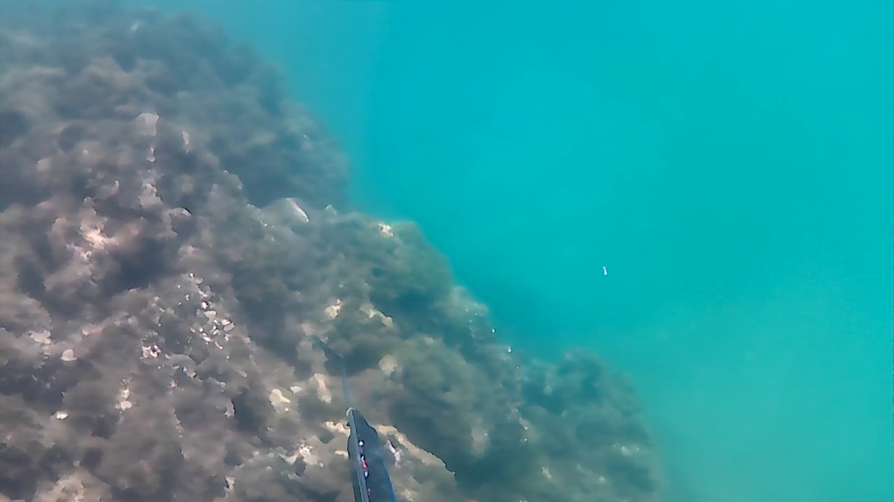 Pesca Sub em Apneia: Capturas Épicas e Técnicas para Grandes Peixes!"