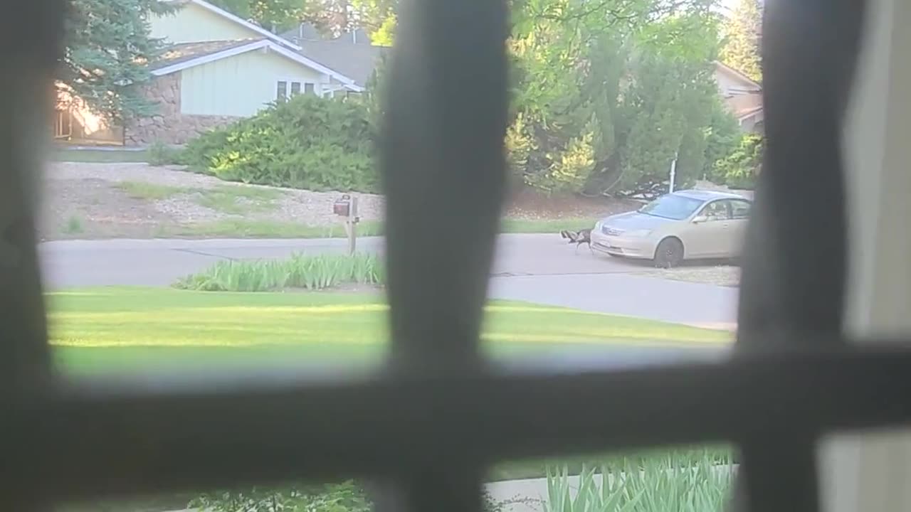 🦃🤭 Wild Turkeys Blocked My GF's Way to Work! | FunFM