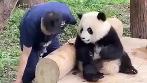 😂🐼 This Panda's Trick is INSANE! | FunFM