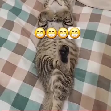 Cat Sleeps Like a Human with Legs Crossed! گربه‌ای که مثل آدم خوابیده و پاشو انداخته رو پاش! 😹🛏️