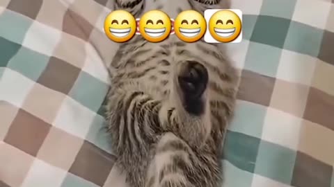 Cat Sleeps Like a Human with Legs Crossed! گربه‌ای که مثل آدم خوابیده و پاشو انداخته رو پاش! 😹🛏️