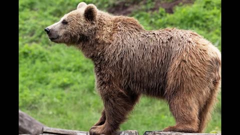 Wisdom of the Bear