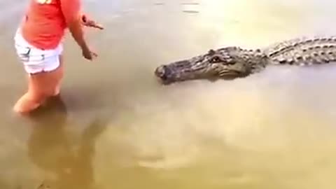 Breaking: ReAction Video: Florida Woman's Close Encounter w/ a Ginormous Alligat