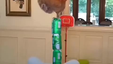 funny cat