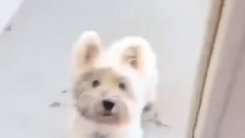 Crazy animale