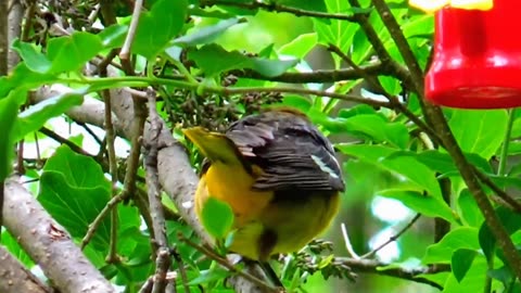 Oriole