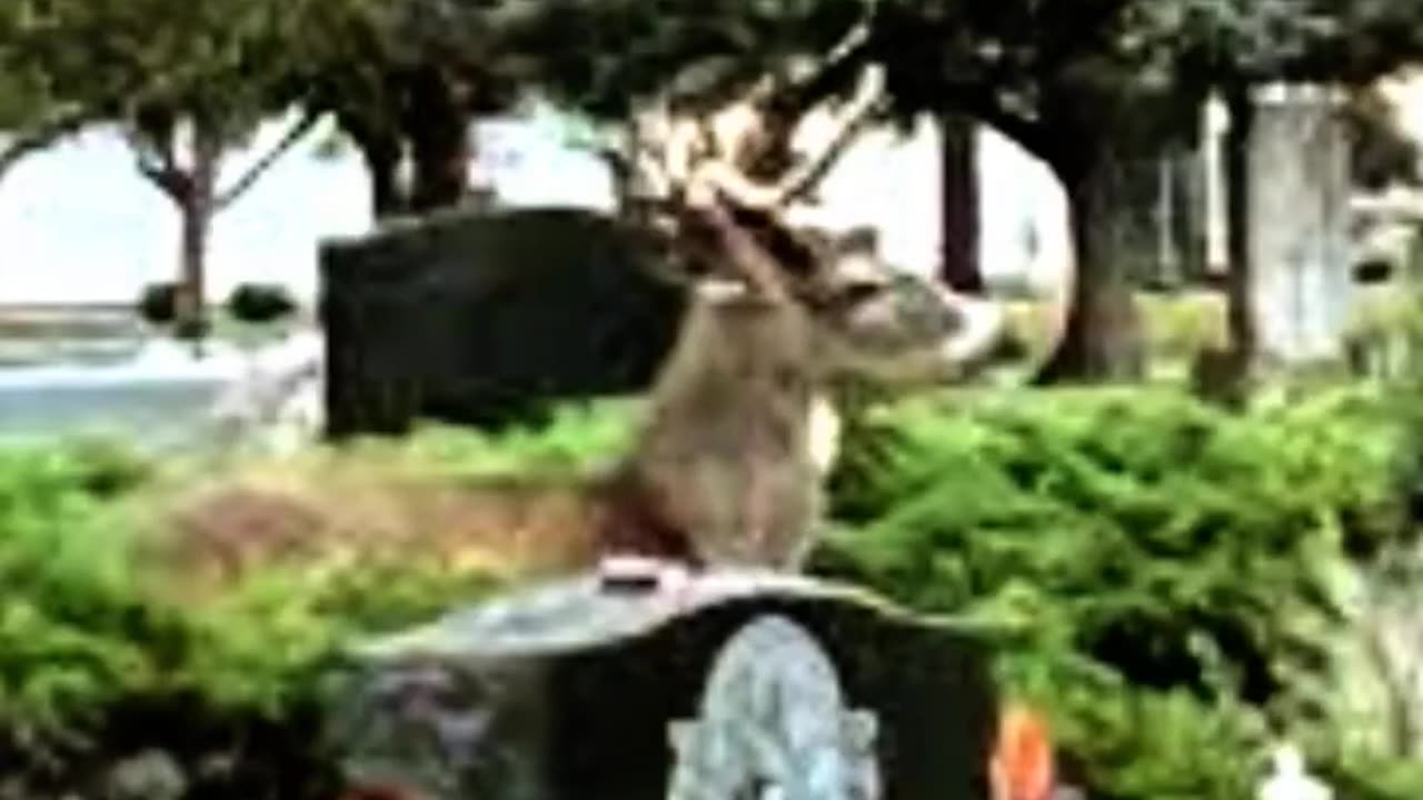 FAMOUS GRAVES - VOL. 660: DONALD HERBERT