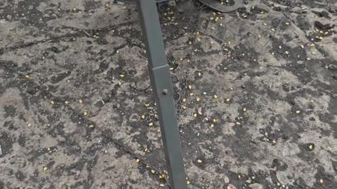 Affordable Deer Feeders