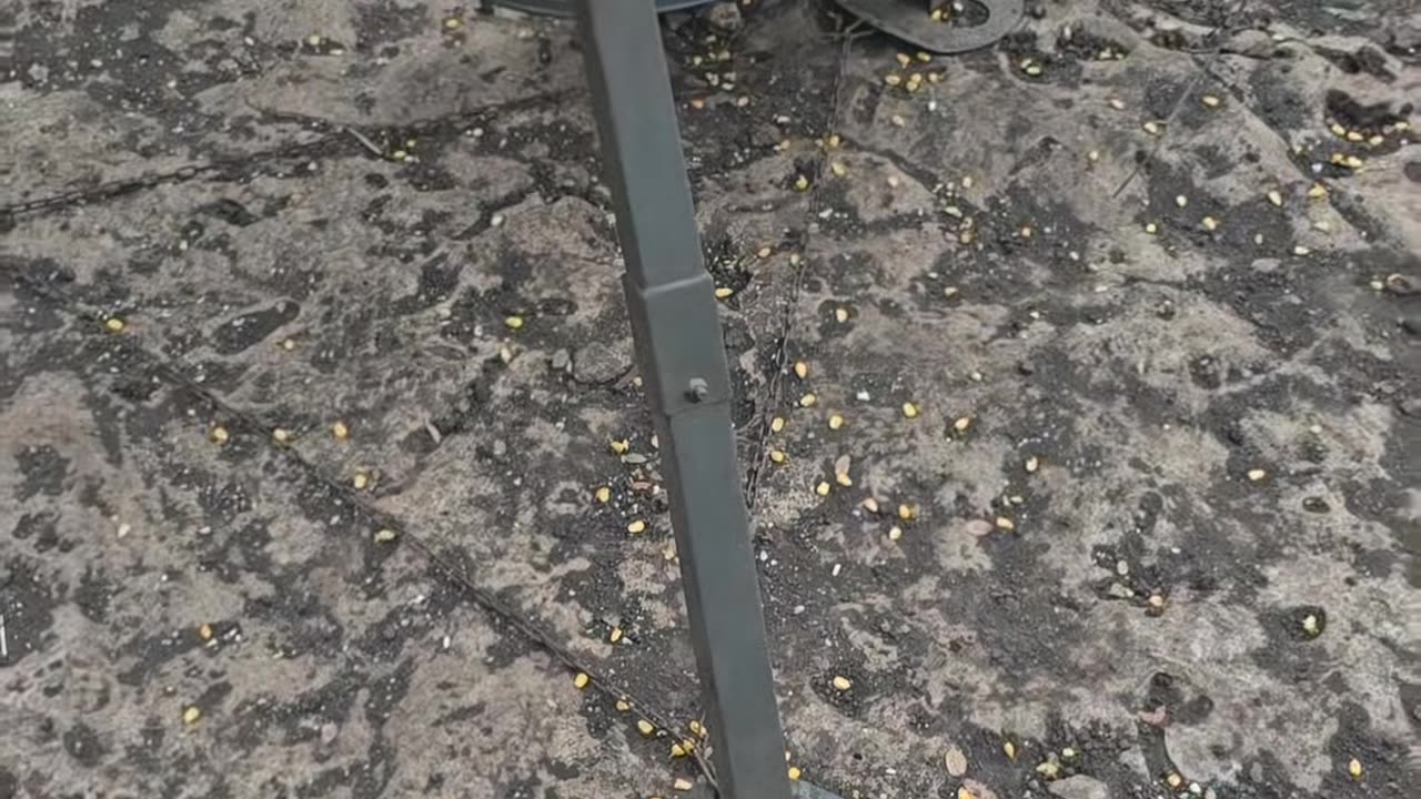 Affordable Deer Feeders