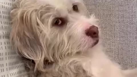 Breaking: Teddy taught his sister a new trick!