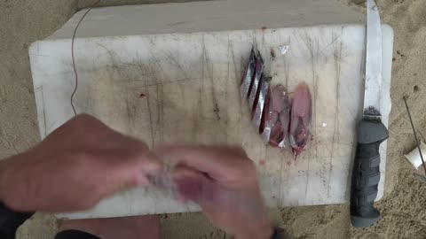 Redeye Bait for Small Early Season Sand Sharks