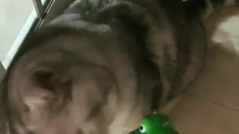 😂🐶 He Won't Share His Food! | FunFM