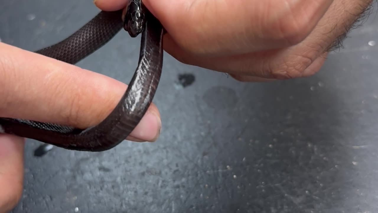 Small Snake Swallows It's Own Tail