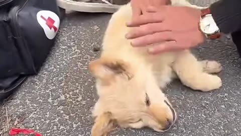 What did he do to deserve such cruelty? 💔🐶