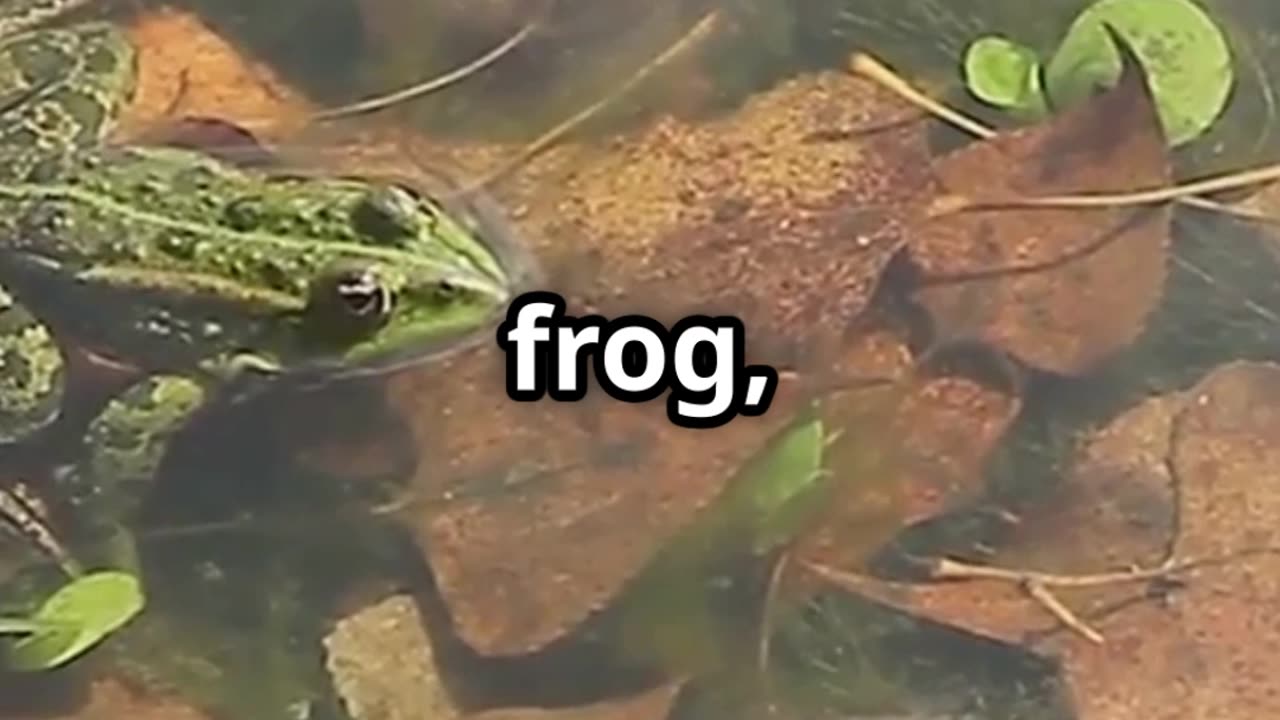 ❄️🐸 Frozen Frogs! Nature’s Real Life Ice Survivors! 🐸❄️