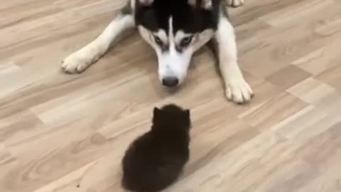 The first meeting between the big and the small 🐶😺✨ #dog #funny_moment