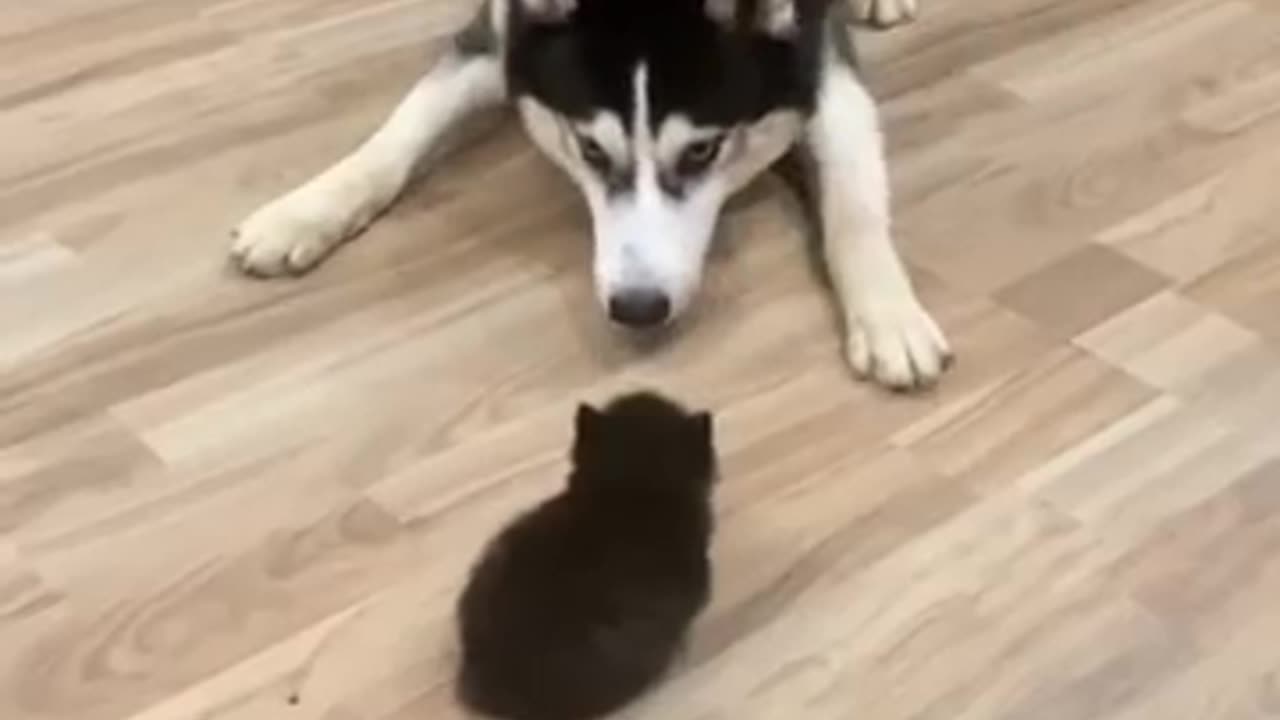 The first meeting between the big and the small 🐶😺✨ #dog #funny_moment