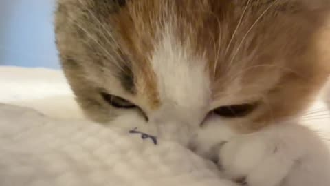 You Shall Not Resist This Cuteness!😻