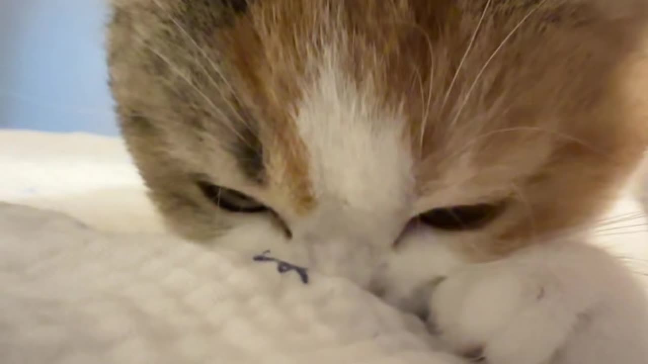 You Shall Not Resist This Cuteness!😻