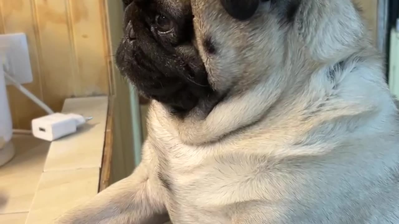 He Just Wanted to Knead the Dough