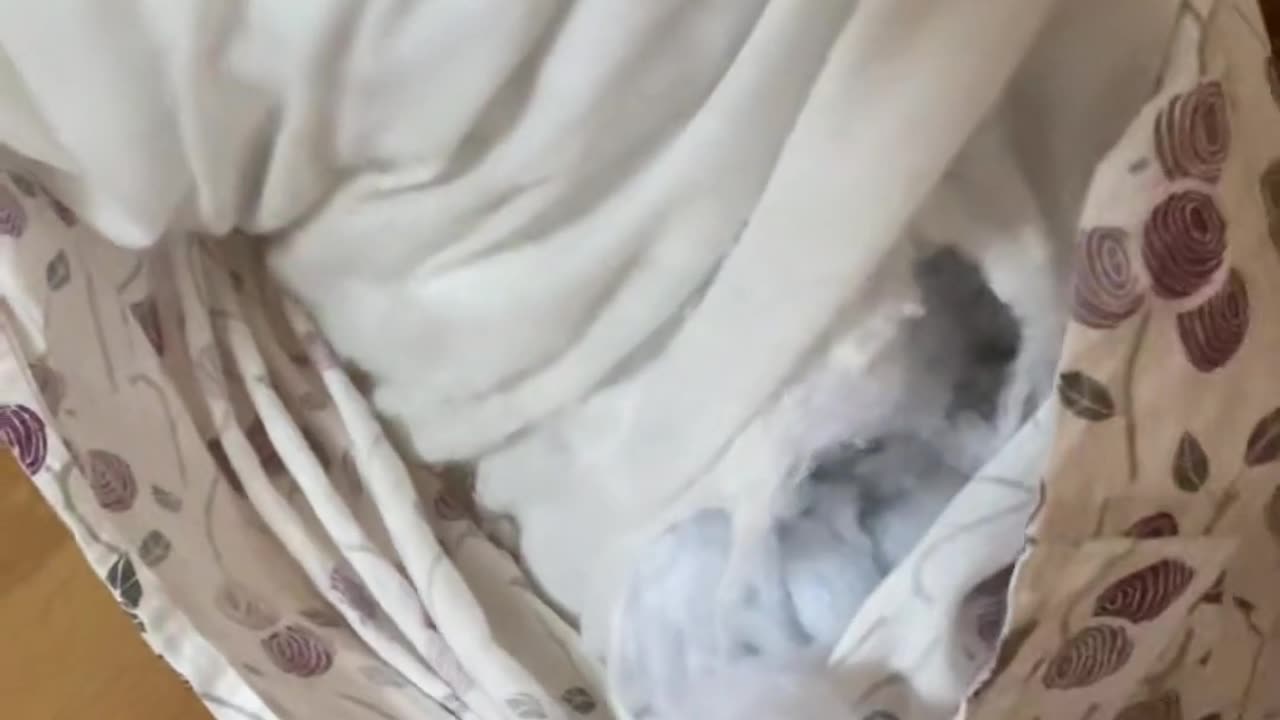 Puppies Prefer Sleeping In Pillow